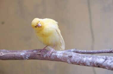 why do canaries lose feathers?