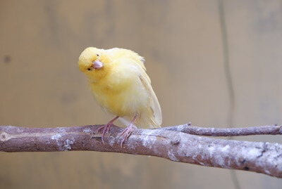 why do canaries lose feathers?