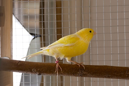 why do canaries need UV light?