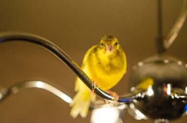 why do canaries need calcium?