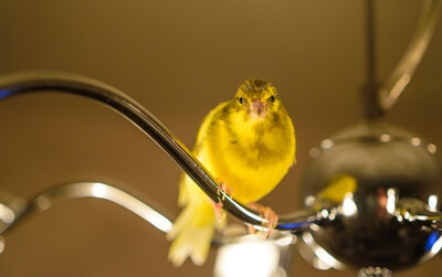 why do canaries need calcium?