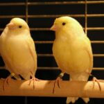 why do male and female canaries fight?