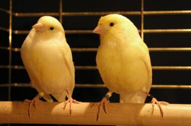 why do male and female canaries fight?