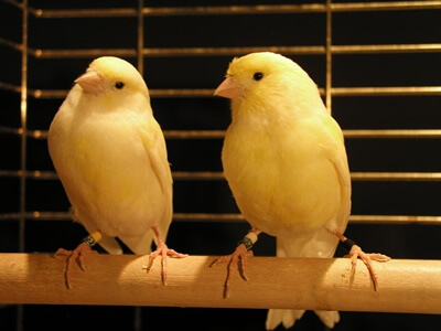 why do male and female canaries fight?