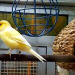 why is my canary gasping for air?