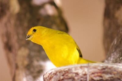 why is my canary not eating?