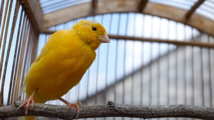 why is my canary puffed up?