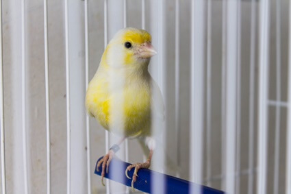 why is my canary so loud?