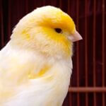 why is my yellow canary turning white?