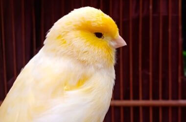 why is my yellow canary turning white?