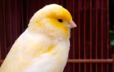 why is my yellow canary turning white?