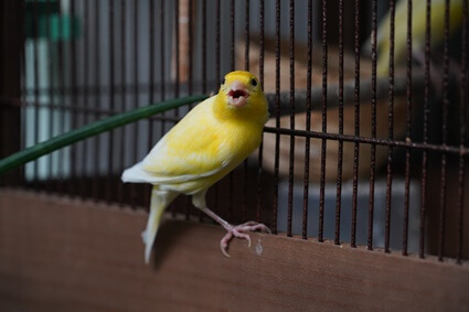worming treatment for canaries