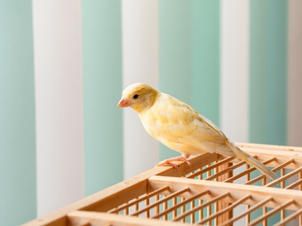 Why Is My Canary Not Drinking Water?