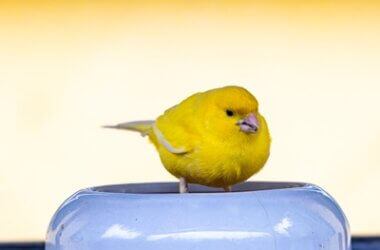 Why Is My Canary Drinking So Much Water?