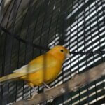 can a canary lose its ability to fly?