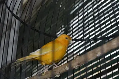 can a canary lose its ability to fly?