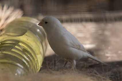 canary stays on bottom of cage