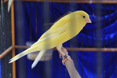 do canaries make your house smell?