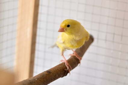 do canaries shiver when it's cold?