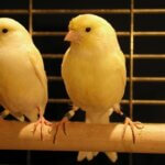 how do I know if my canaries are mating?