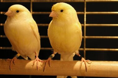 how do I know if my canaries are mating?