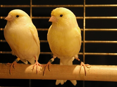 how do I know if my canaries are mating?
