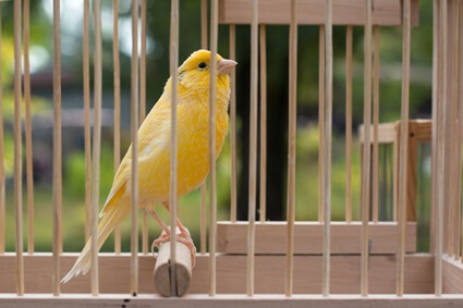 how to stop canaries eating poop