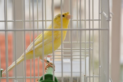 is it normal for canaries to sneeze?