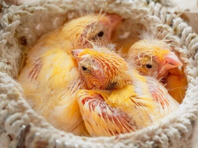 why are baby canaries eyes closed?