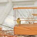 why do canaries eat their own poop?