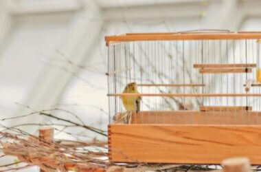 why do canaries eat their own poop?