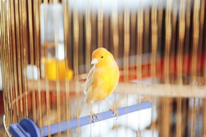 why do canaries stop flying?