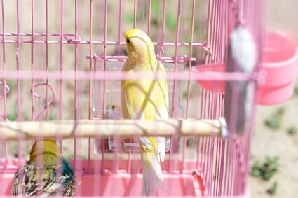 why does my canary sneeze so much?