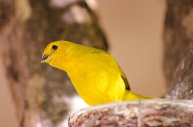 why won't my canary drink water?