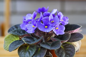 African Violets