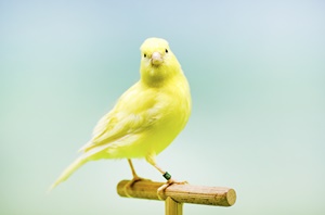 American Singer Canary