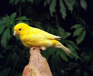 Border Canary