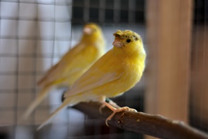 Crested Canary