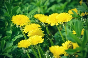 Dandelions