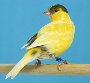 Fife Fancy Canary
