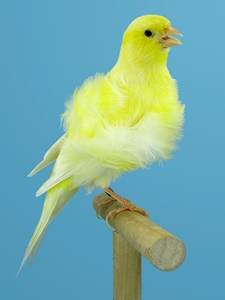 Frilled Canary