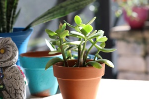 Jade Plant