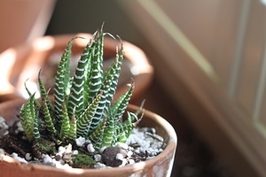 Zebra Plant