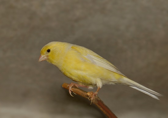 Billy the canary