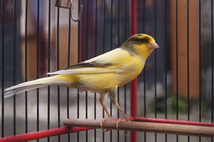 can canaries die from seizures?