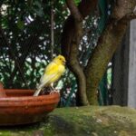 how long do yellow canaries live for?