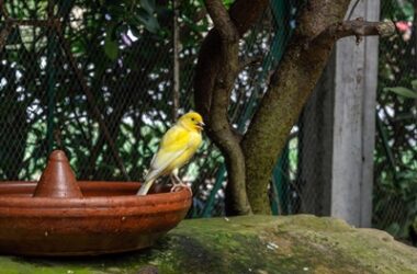 how long do yellow canaries live for?