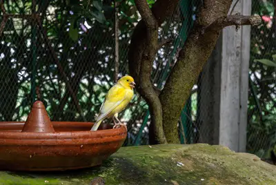 how long do yellow canaries live for?